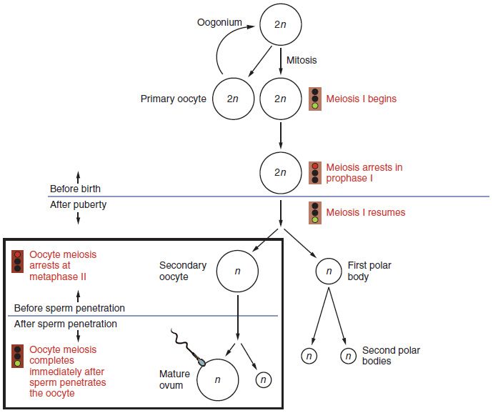 Oogenesis: one egg from one starting cell