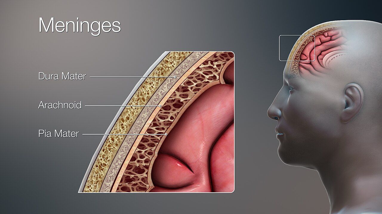 The three layers that wrap the brain and spinal cord