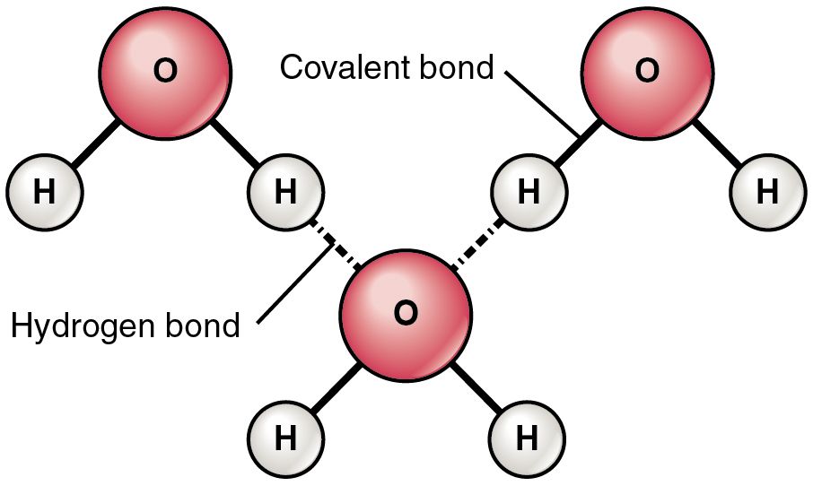 Diagram of polar water molecules dissolving a salt
