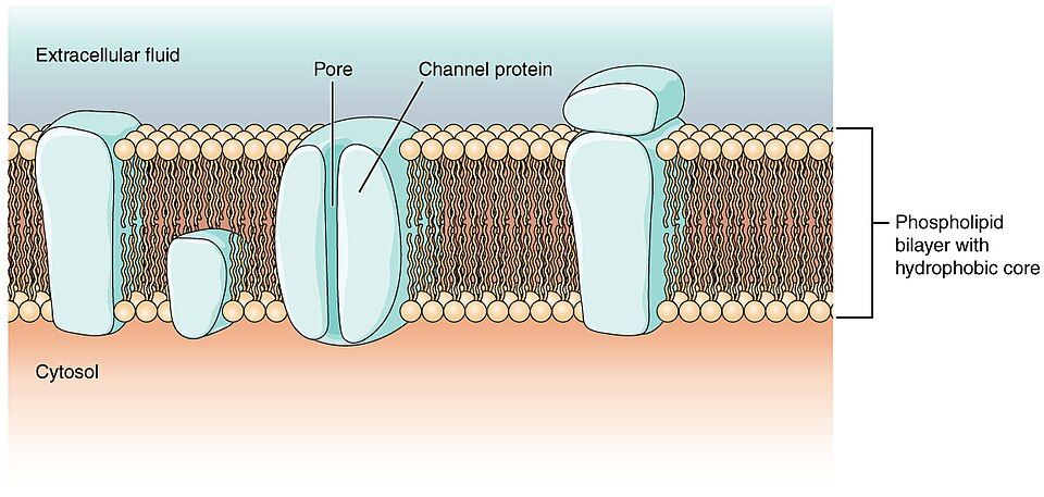 Drawing of the cell membrane as a double layer of fat molecules with proteins in it