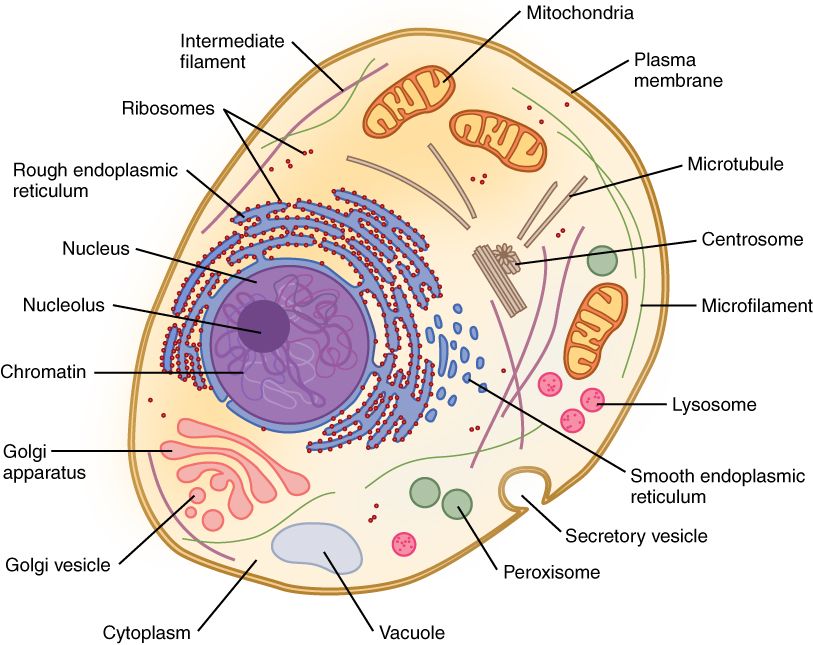Drawing of a typical animal cell with its organelles labeled