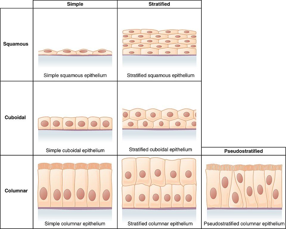 Chart of epithelial tissues sorted by number of layers and cell shape