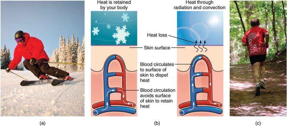 The five main jobs of the skin