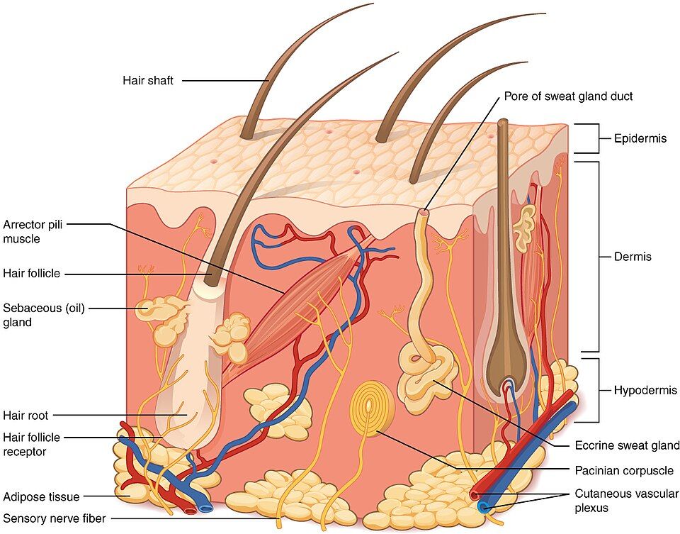 The three layers of the skin, seen from the side