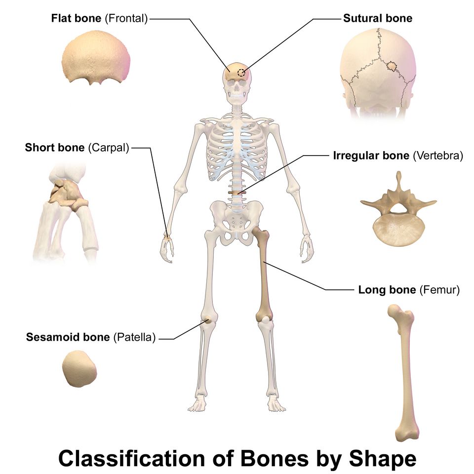 Examples of bones of each shape