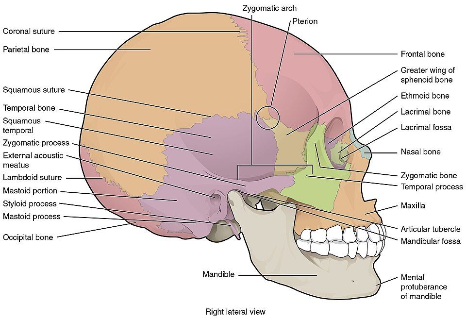 Side view of the skull