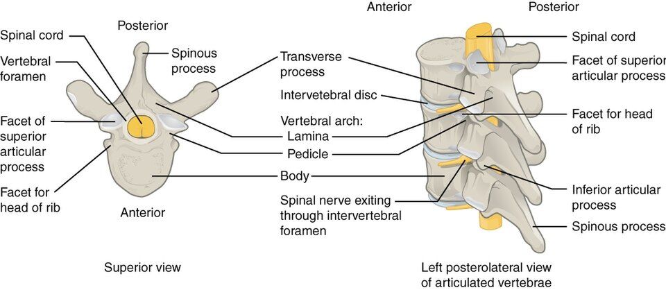 A typical vertebra seen from above