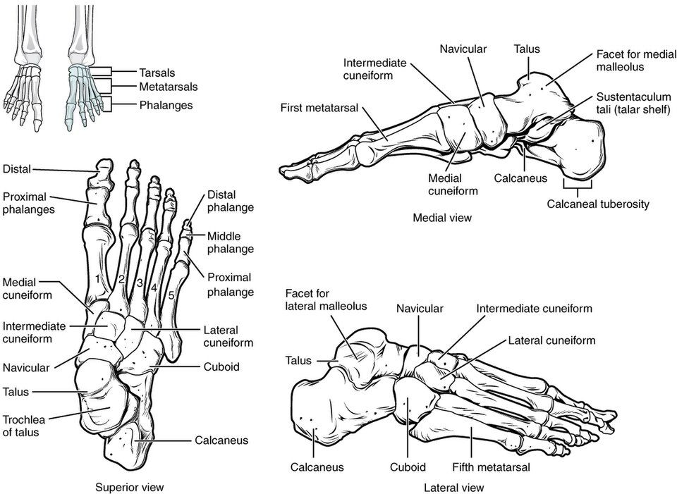 Bones of the foot and ankle