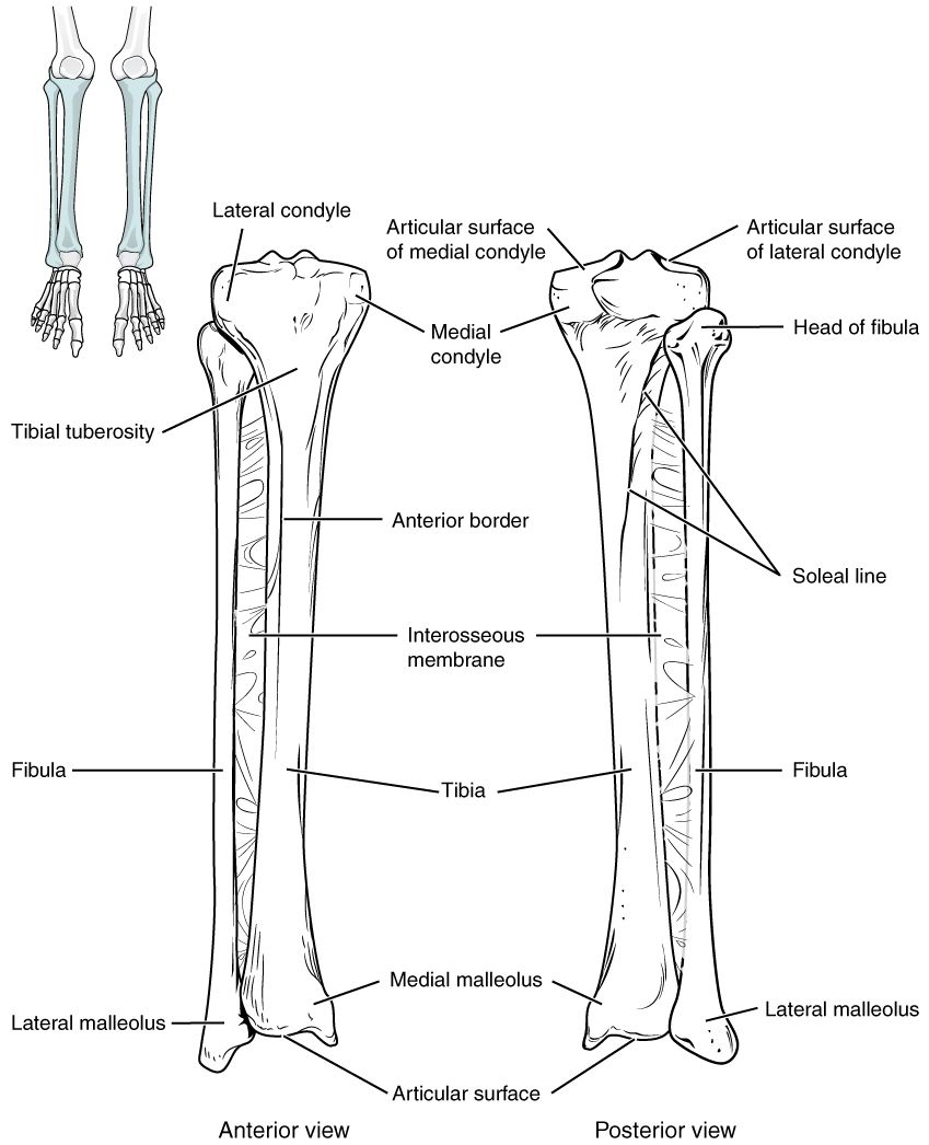 Bones of the leg