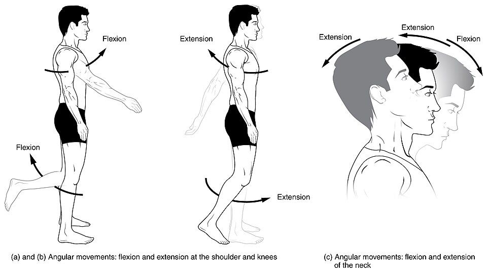 Body movements reference figure