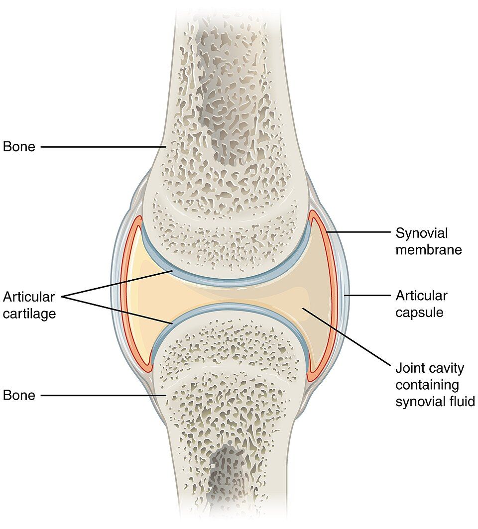 Synovial joint structure reference figure