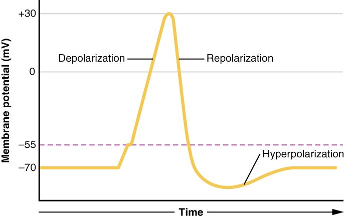 Graph of the phases of an action potential