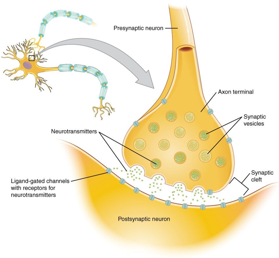 Diagram of a chemical synapse between two neurons