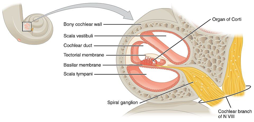 A slice through the cochlea and the organ of Corti