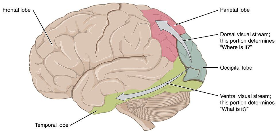 How vision signals travel in the brain