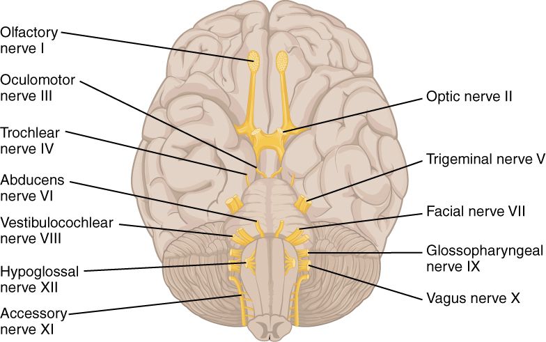 The twelve cranial nerves on the underside of the brain