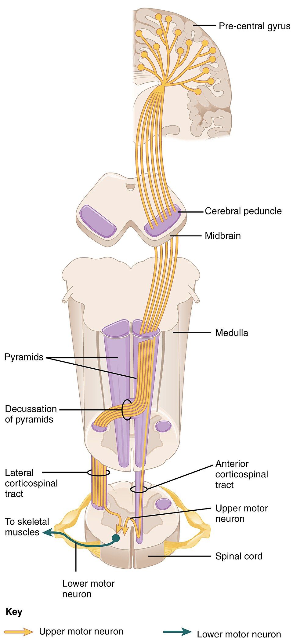The corticospinal motor pathway from brain to spinal cord