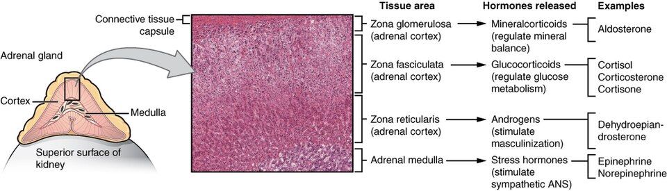 Reference figure of the adrenal gland's outer zones and inner core