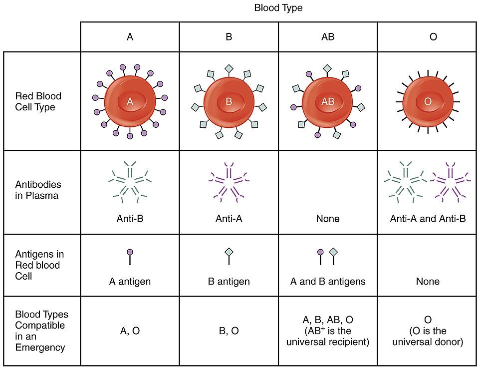 Reference figure of ABO blood types with their antigens and antibodies