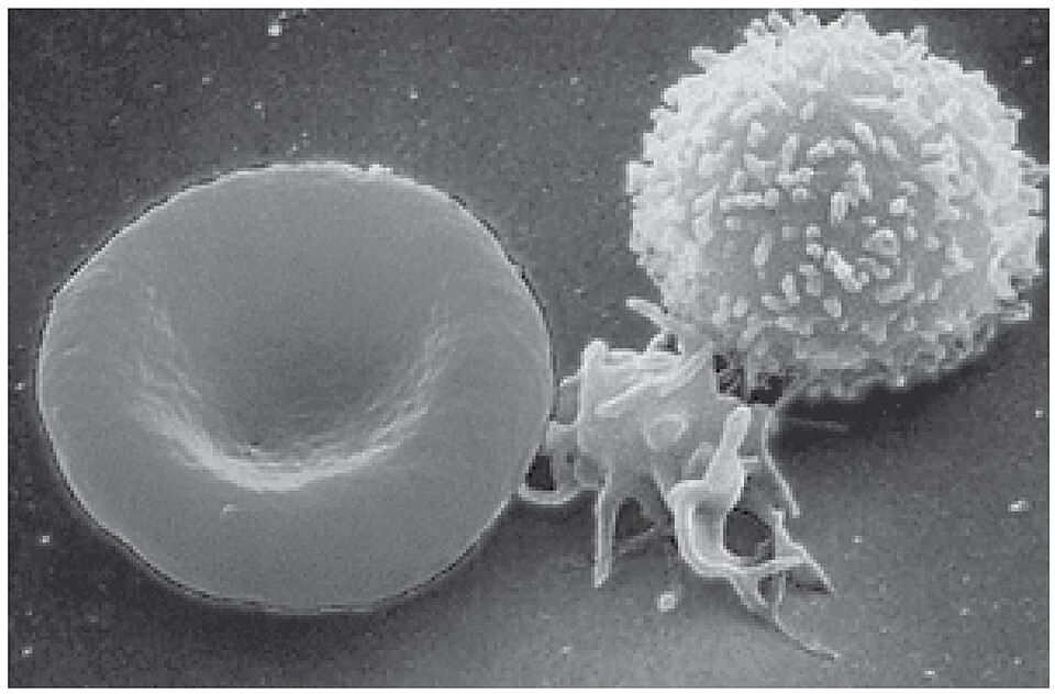 Reference figure of a red blood cell, a platelet, and a white blood cell