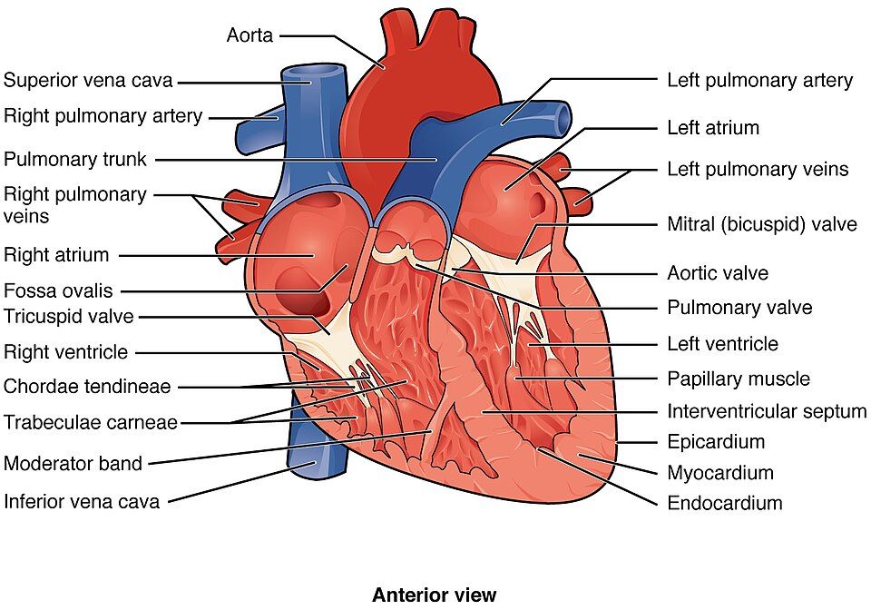 Front view of the heart cut open to show its chambers, valves, vessels and wall layers