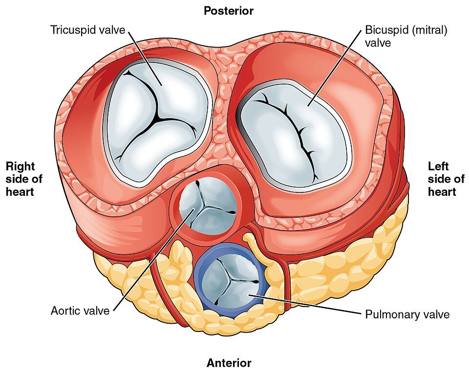 The four heart valves seen from above