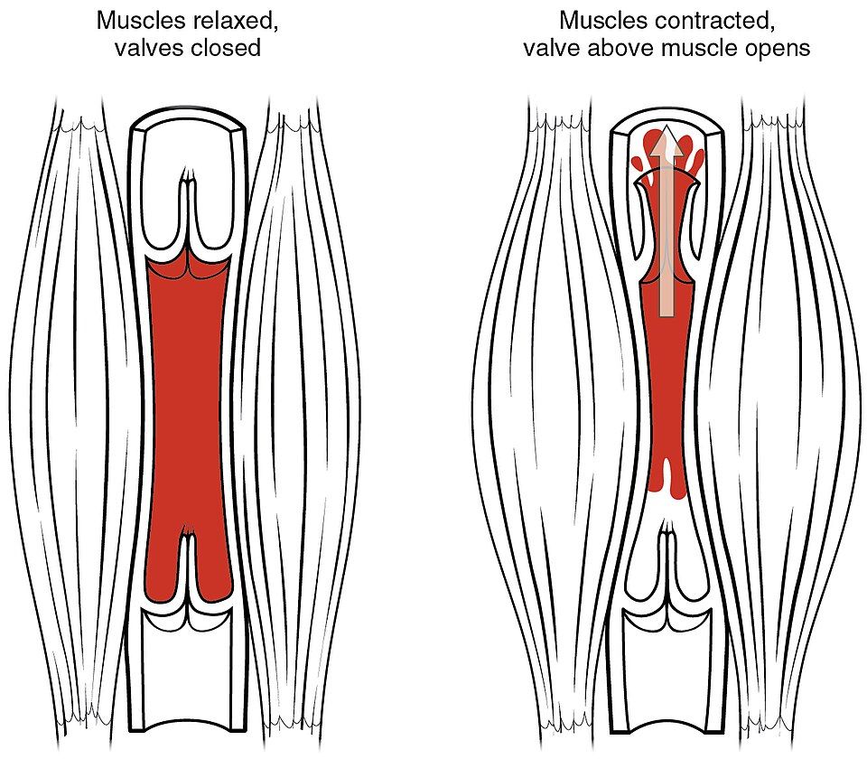 Leg muscles squeezing a vein with one-way valves