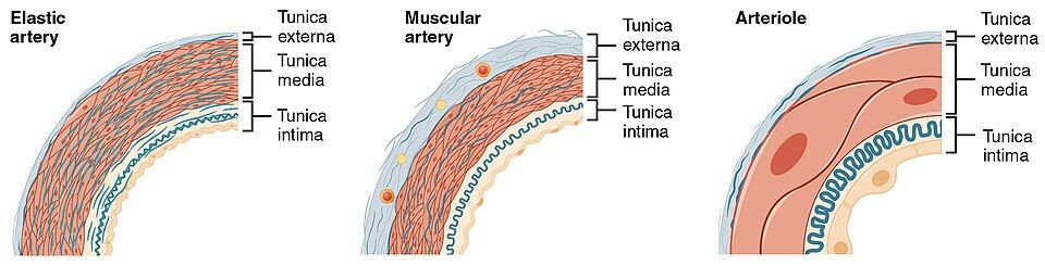 The three layers of a blood vessel wall