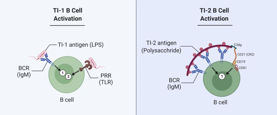 B cells and the shape of an antibody