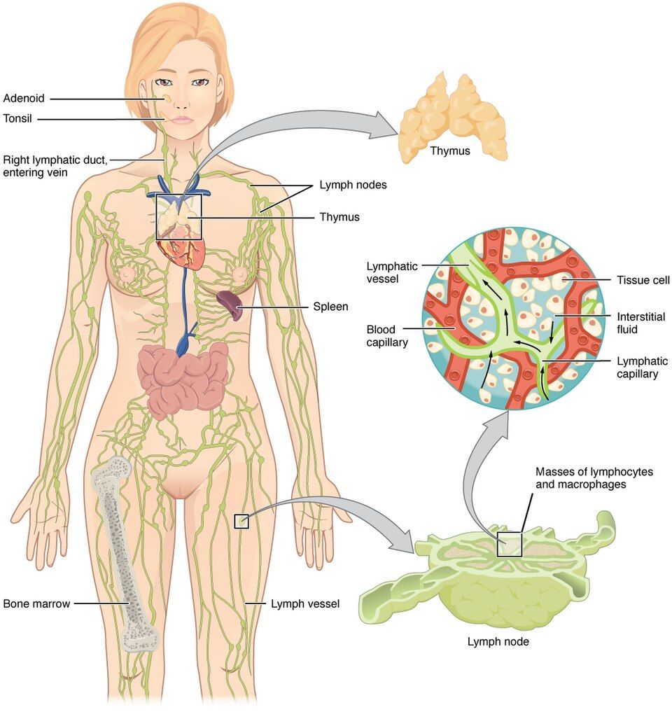 The organs and vessels of the lymphatic system