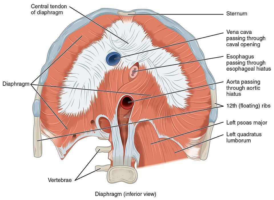 How the diaphragm changes chest volume and pressure
