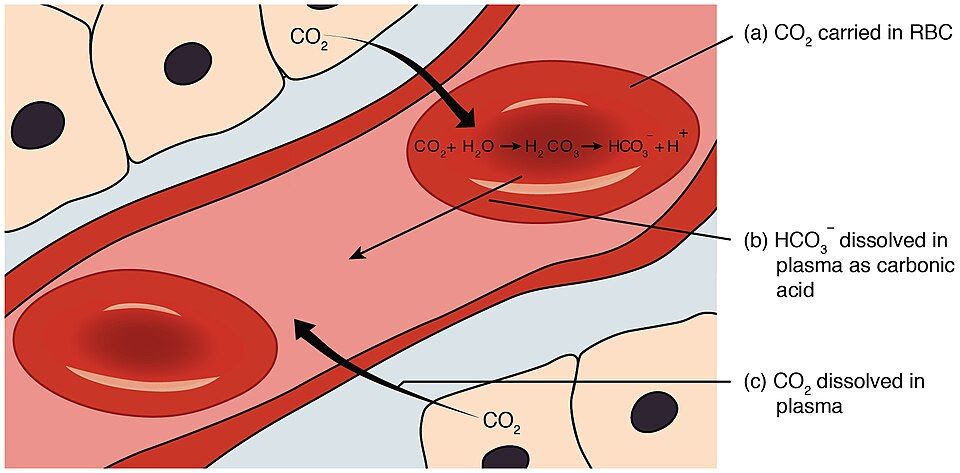 How oxygen and carbon dioxide travel in the blood
