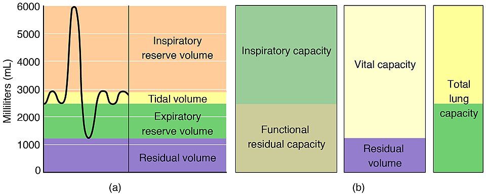 A spirometry trace of lung volumes and capacities