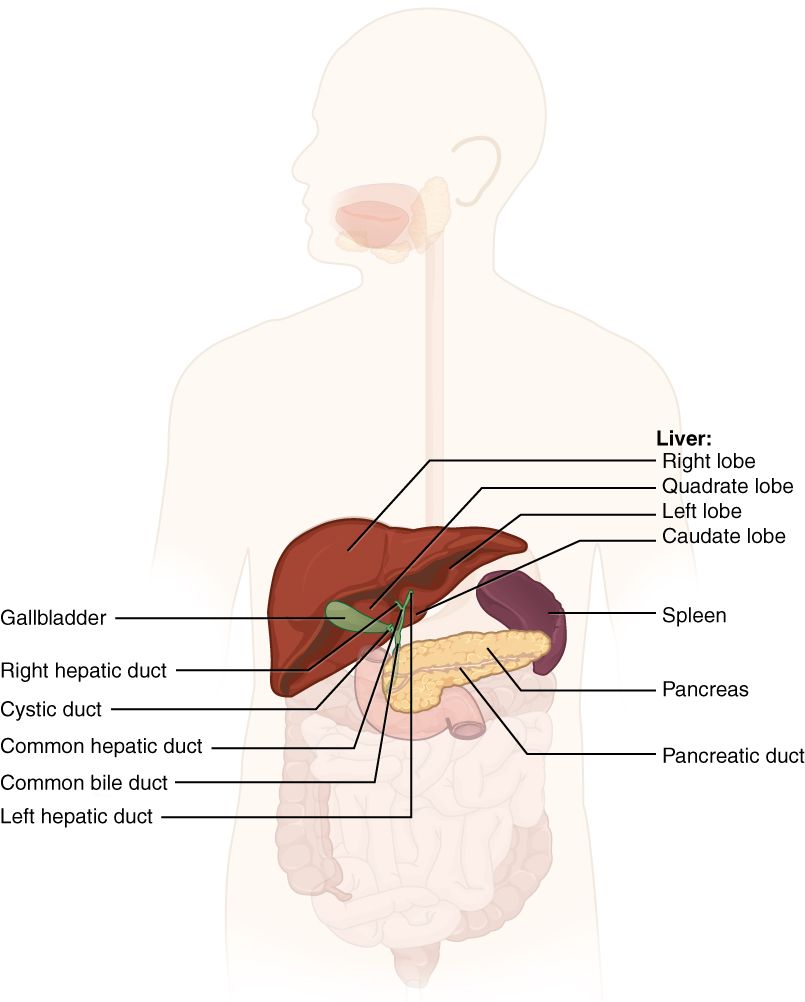 Drawing of the accessory digestive organs and their ducts