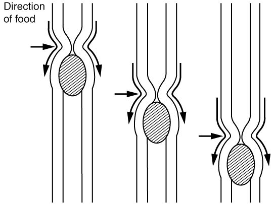 Drawing of peristalsis and segmentation