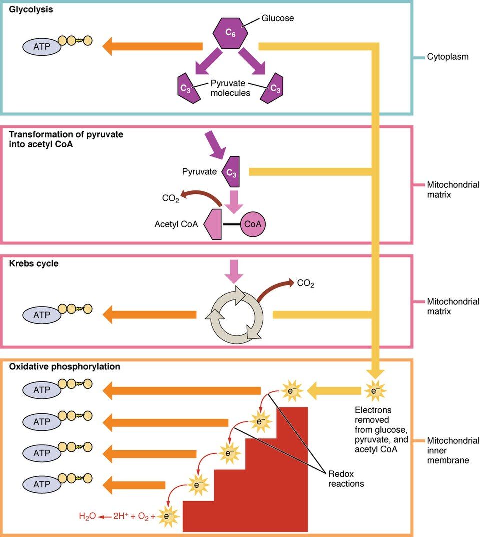 Drawing of the stages of cellular respiration