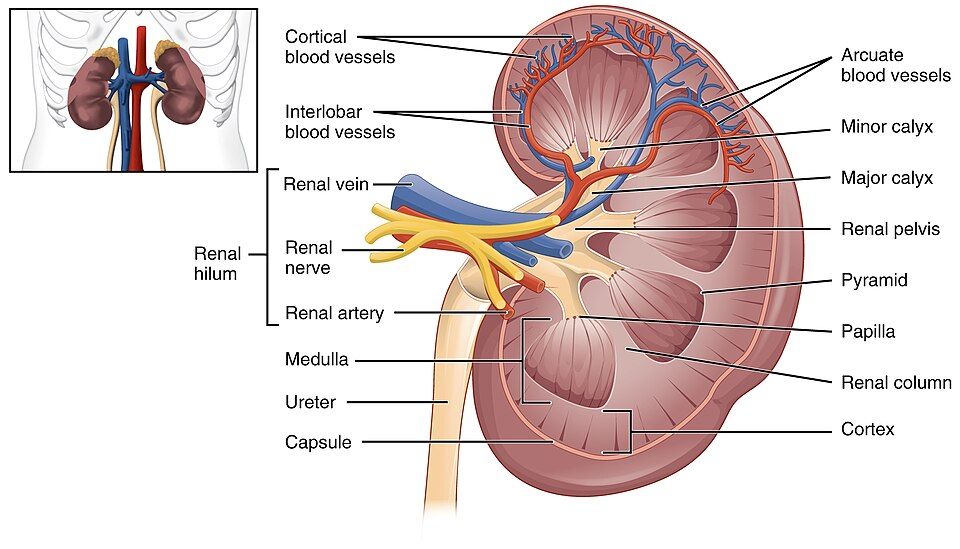 Hormones that control the kidney