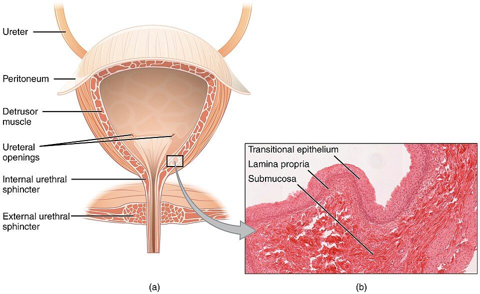 The reflex that empties the bladder