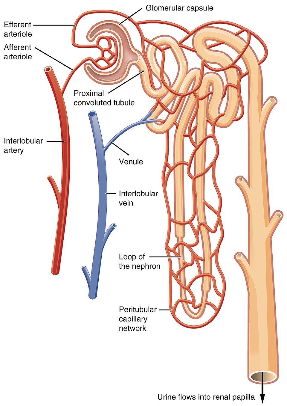 Drawing of a nephron