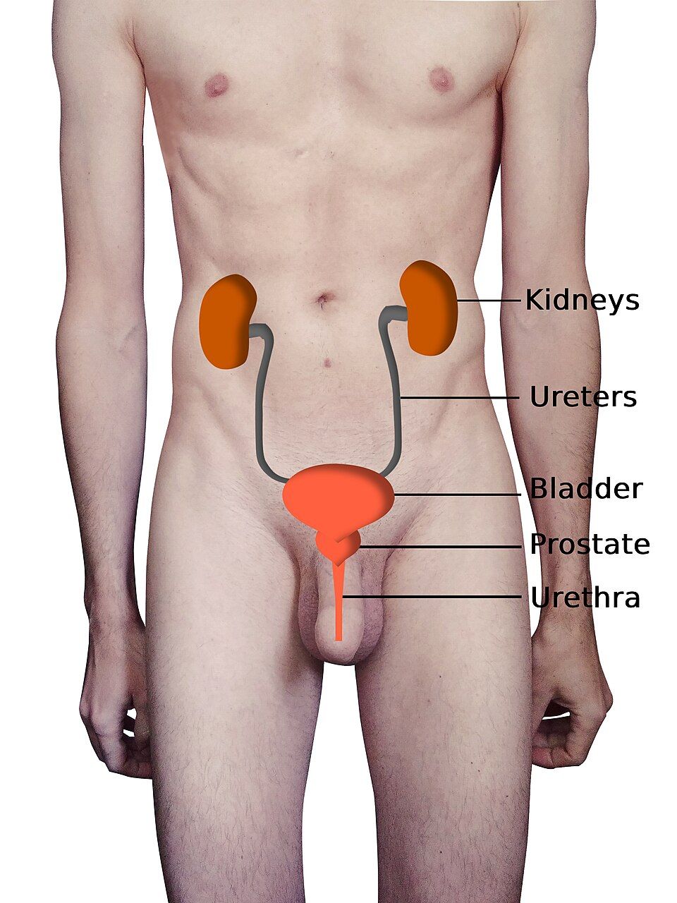 The four organs of the urinary system