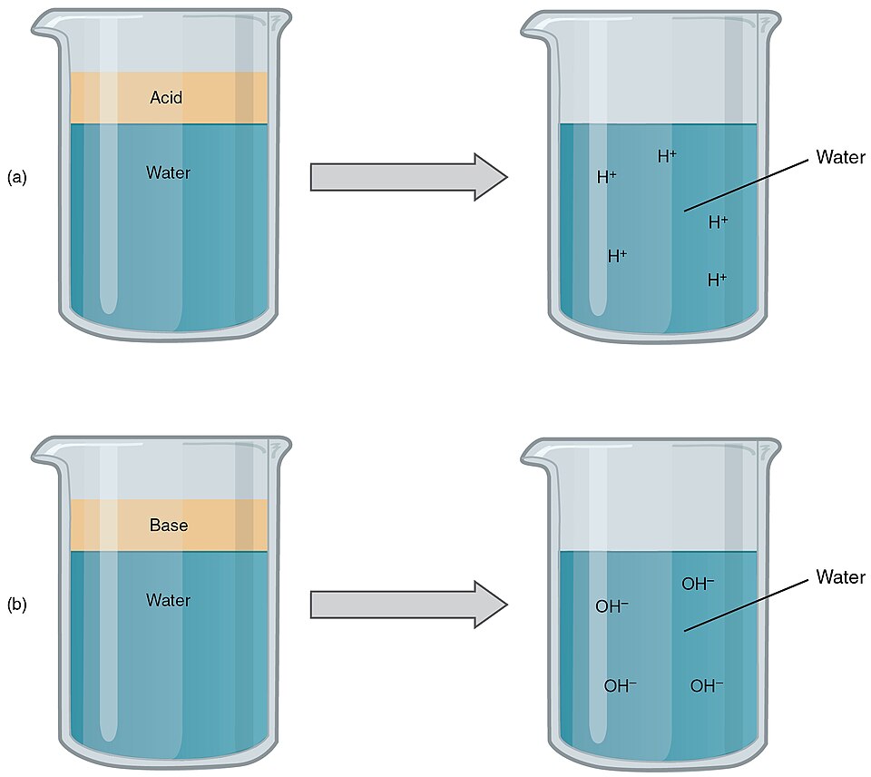 The three ways the body controls blood pH