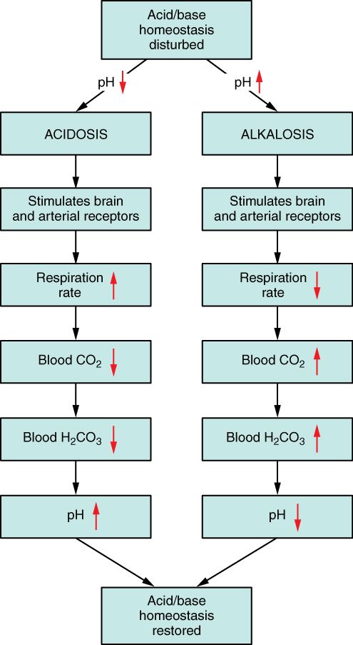 Blood pH and the bicarbonate buffer