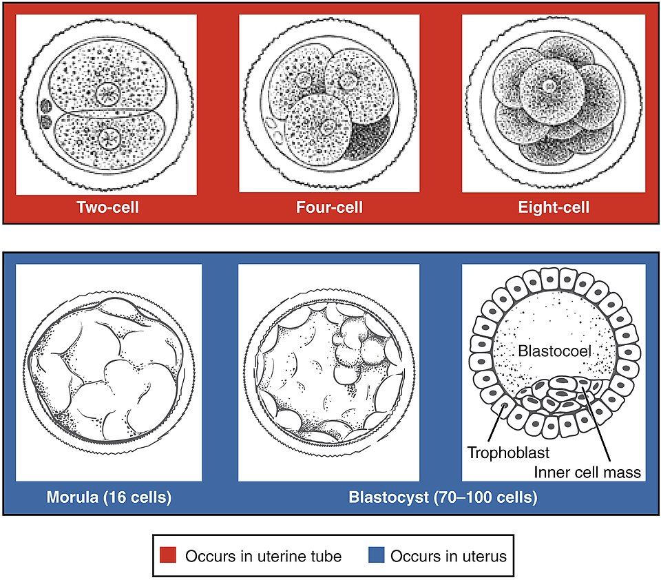 Diagram of the early embryo from two cells to a blastocyst