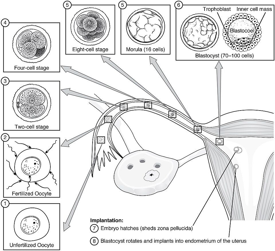 Diagram of the path from released egg to implanted blastocyst