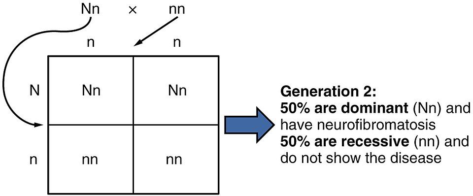 A Punnett square for one gene
