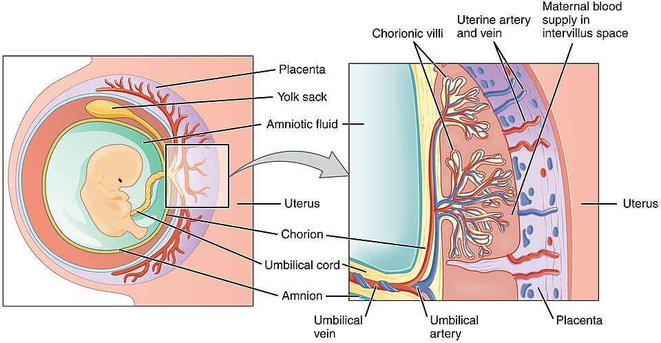 Diagram of the placenta and the membranes around the fetus