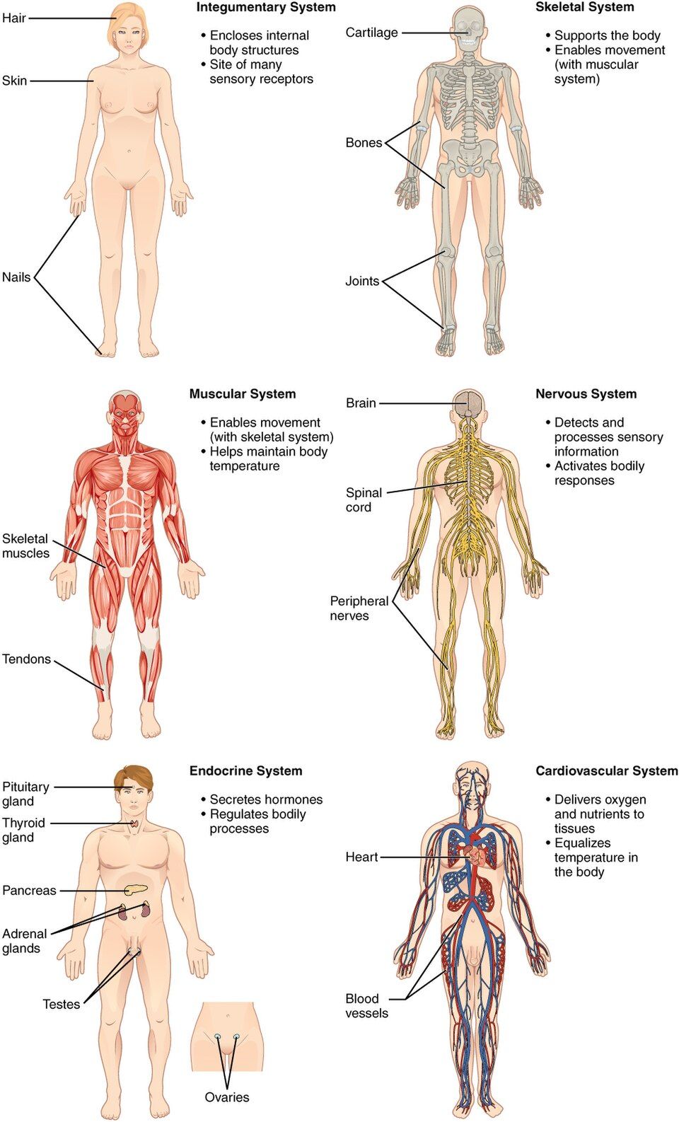 The eleven organ systems reference figure