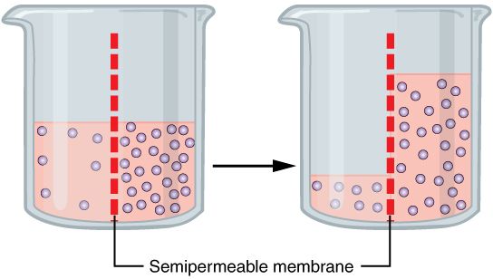 Red blood cells in isotonic, hypotonic, and hypertonic solutions reference figure