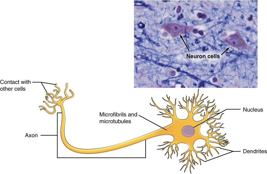 The structure of a neuron reference figure