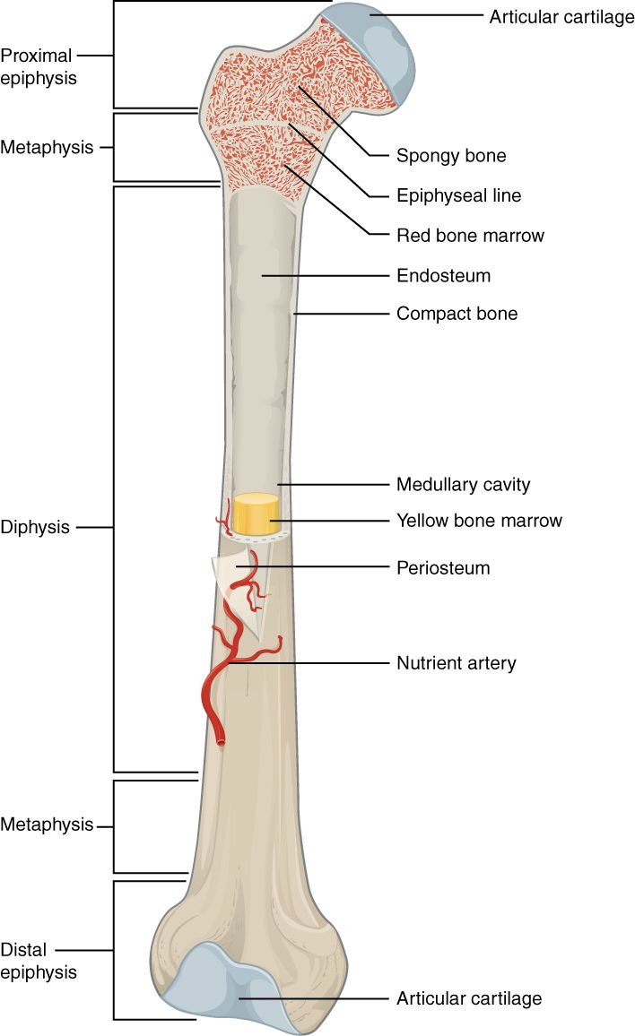 Anatomy of a long bone reference figure